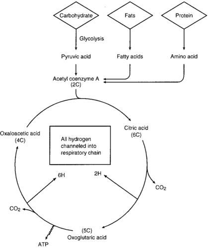 citric acid cycle. Krebs cycle Krebs cycle