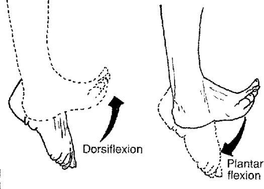 Extensor Hallucis Longus. extensor hallucis longus,