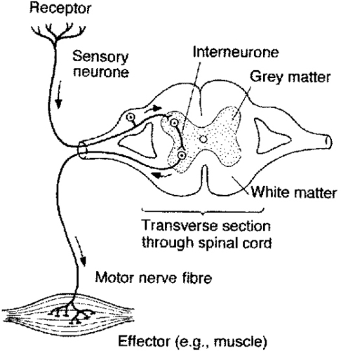 A motor reflex arc usually