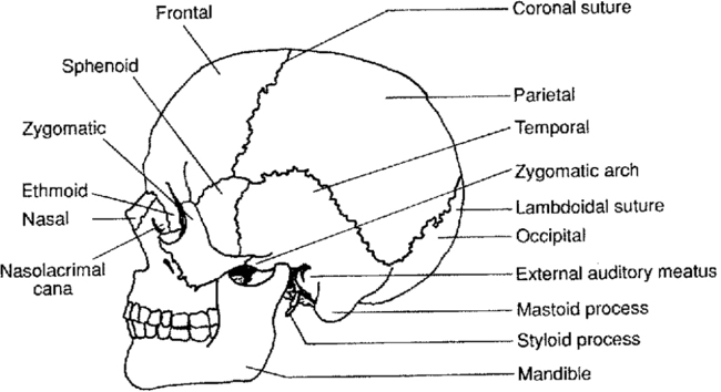 Cranial Facial Bones