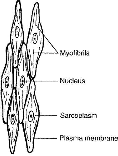 Muscle consisting of spindle-shaped cells with no obvious striations.